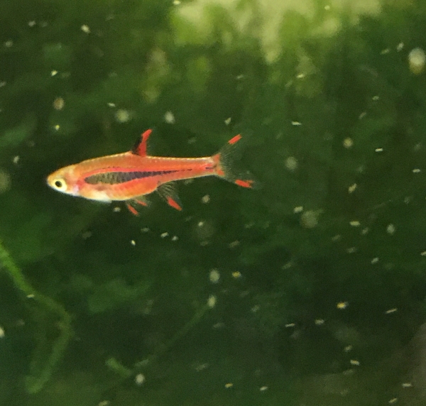 Moskitobärbling, (Boraras brigittae)
